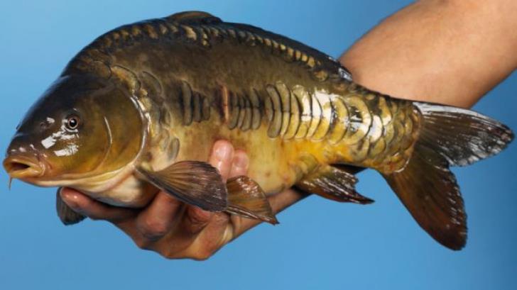 Continuare  - crap11002500.jpg